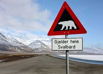 Beware of polar bears!