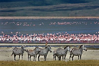 Zebras and flamingos in the Ngorongoro area