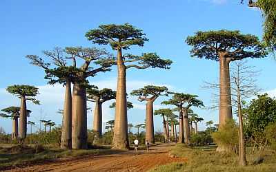 Avenue of the Baobabs