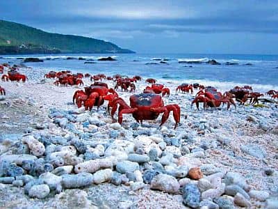 Red crabs on Christmas Island
