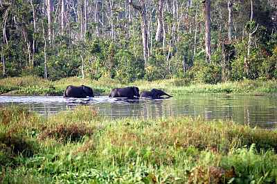 Congo, elephants