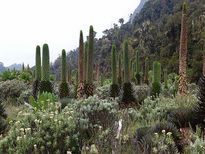 Giant lobelia in Rwenzori