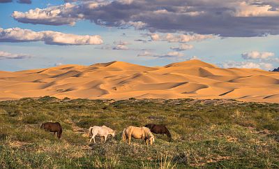 Gobi Desert