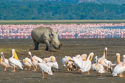 Lake Nakuru, rhino and flamingos
