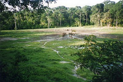 Manovo-Gounda St. Floris National Park