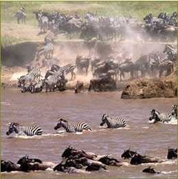 Wildebeest migration in Masai Mara