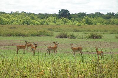 Niokolo-Koba National Park