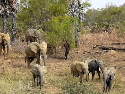 Pendjari National Park