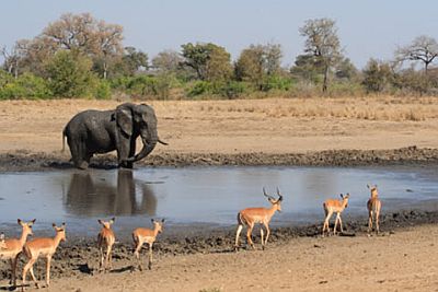 Elephant and antelopes in the Serengeti