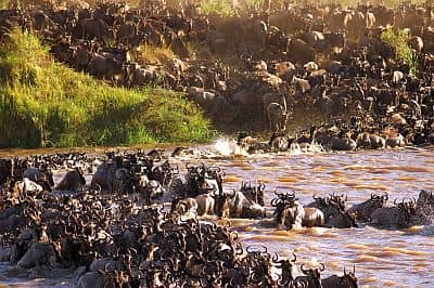 Serengeti, wildebeest crossing a river