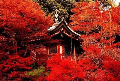Maple trees in autumn near a temple