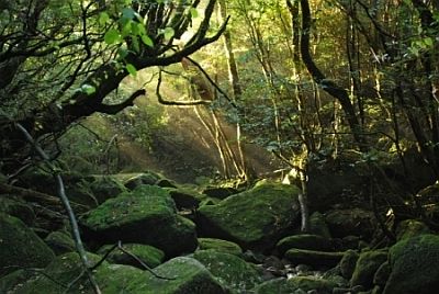 Forest in Mount Miyanoura