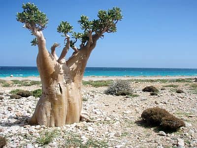 Socotra Island