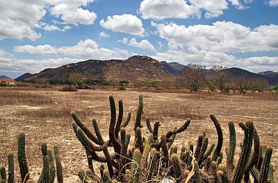 Caatinga