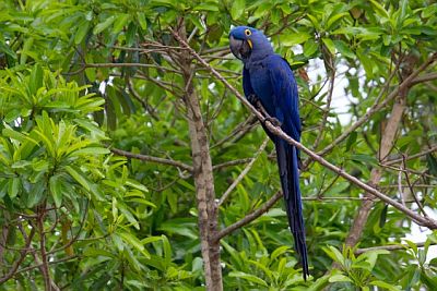 Hyacinth macaw