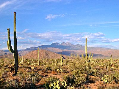 Sonoran Desert