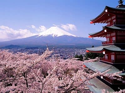 Cherry blossoming in Japan