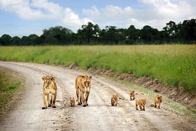 Lions in Masai Mara