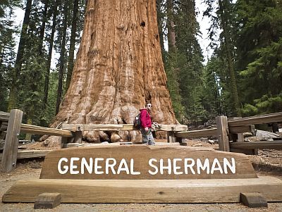 General Sherman Sequoia