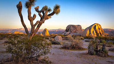 Joshua Tree National Park