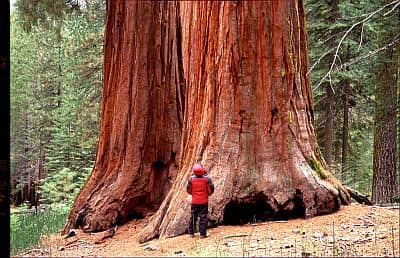 Sequoia in Yosemite